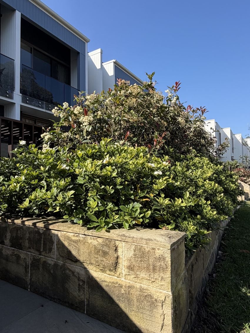 Willoughby Town House Development willoughby townhouse development